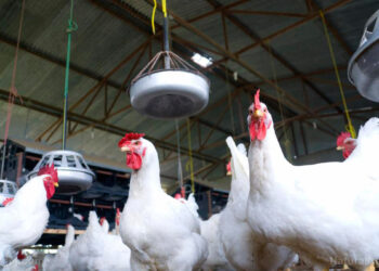 Bird flu worse than covid