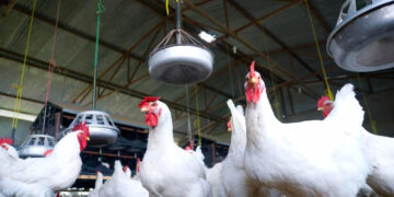 Bird flu worse than covid